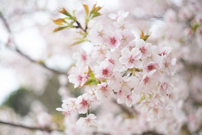 Cherry blossoms in full bloom yamazakura