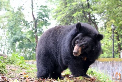 Bear on the ground