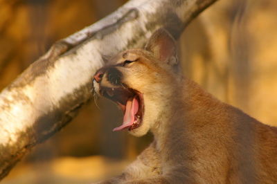 Close-up of a puma yawning