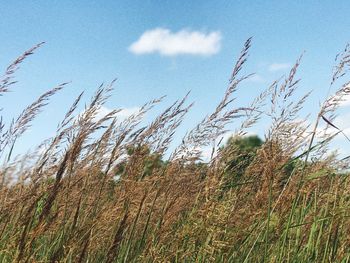 Low angle view of grass on field against sky