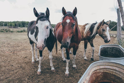 Portrait of horses standing in ranch