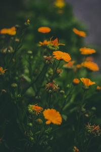 Close-up of orange flowering plant