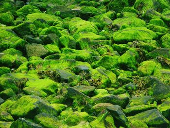 Full frame of rocks covered by seaweed