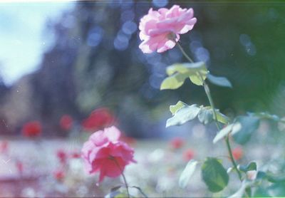 Close-up of flowers blooming in park