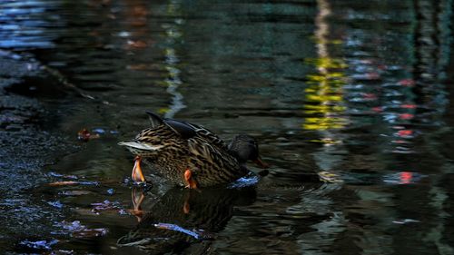 Birds in water