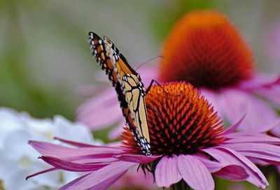 Close-up of butterfly pollinating on flower