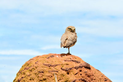 Bird perching on rock