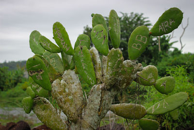 Close-up of succulent plant growing on field