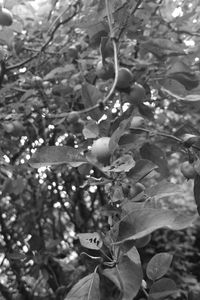 Close-up of flower tree