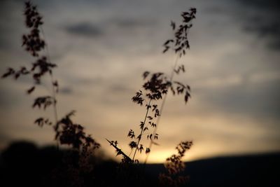 Close-up of silhouette plant against sky during sunset