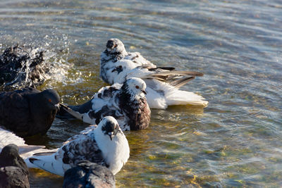 Pigeons water to bathe. a group of multicolored grays. black white pigeons splashing 