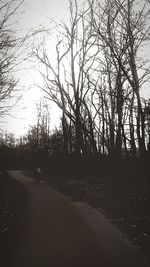 Road along bare trees