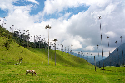 Cow grazing on field against sky