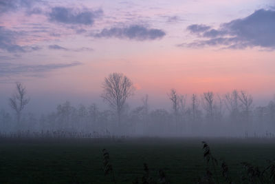 Trees on field against sky during sunset