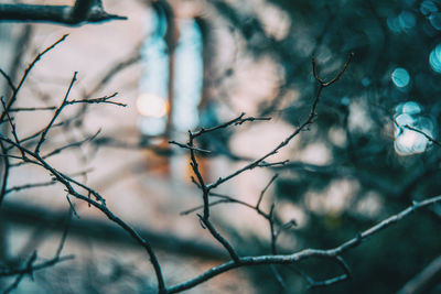 Close-up of bare tree branches during winter