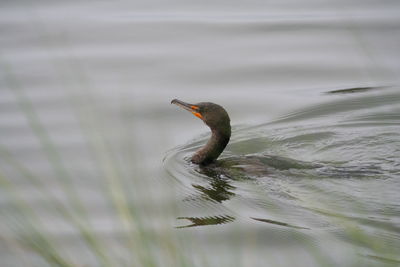 Close-up of bird swimming on lake