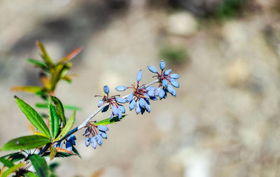 Close-up of purple flowering plant