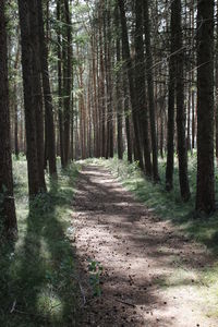 Dirt road amidst trees in forest