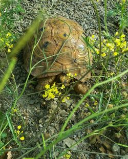 View of an animal on field