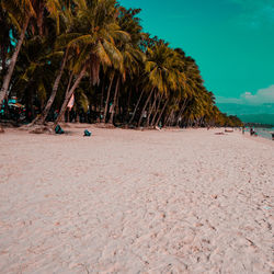 Palm trees on beach against sky