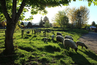 Sheep grazing on field against sky