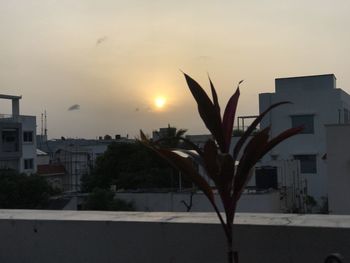 Close-up of plant against buildings in city during sunset