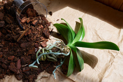 High angle view of food on plant