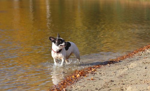 Dog in water at lake