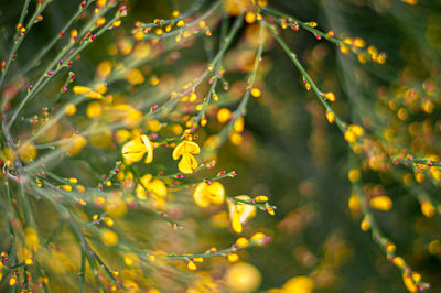 Close-up of yellow flowering plant