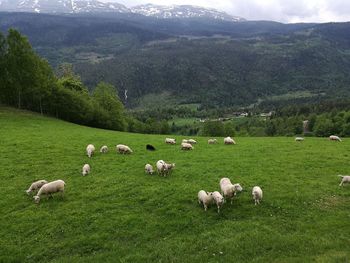 Flock of sheep grazing on field