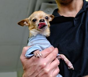 Cute chihuahua dog in blue shirt with tongue sticking out held by male hand