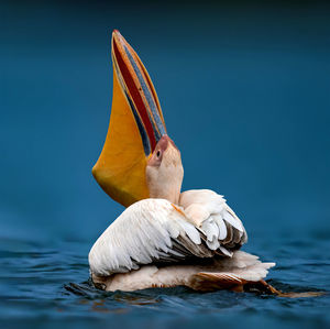 Pelican lunch time 