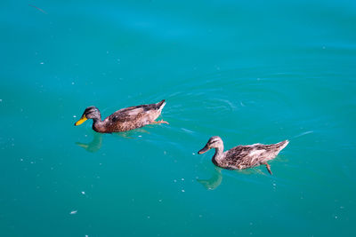 Ducks swimming at pusiano lake, near como in italy