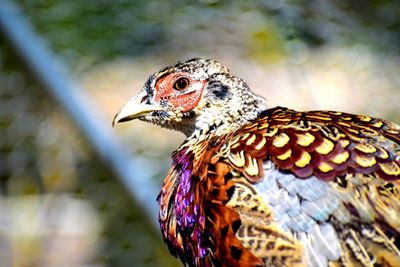 Ringneck pheasant