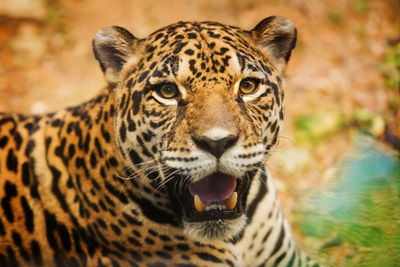 Close-up portrait of a tiger