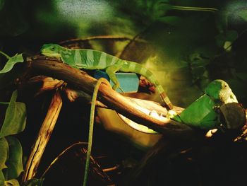 Close-up of plants