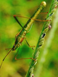 Close-up of damselfly on leaf