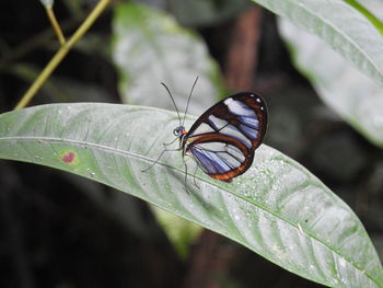 Close-up of butterfly on leaf