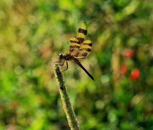 Close-up of butterfly pollinating on flower