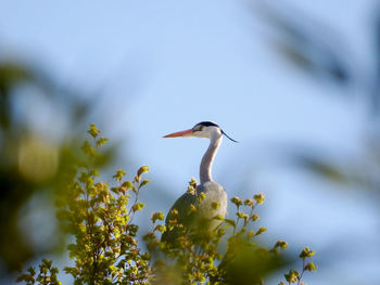 Low angle view of a bird on flower