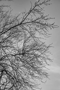 Low angle view of bare tree against clear sky