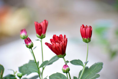 Close-up of pink flowering plant