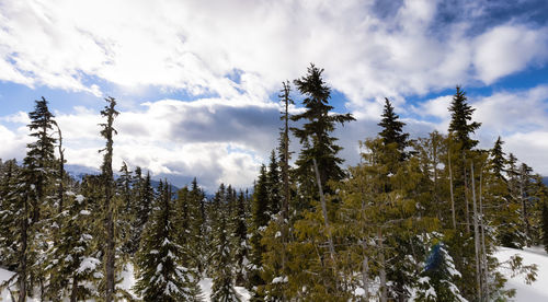 Panoramic view of pine trees against sky during winter