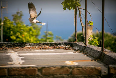 Close-up of seagull flying against the sky