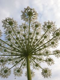 Low angle view of flowering plant against sky