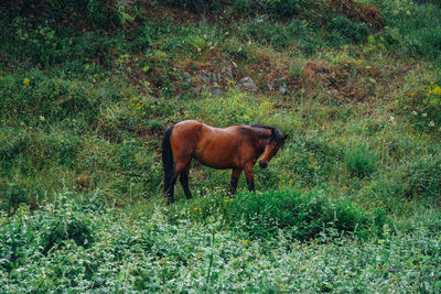 Side view of a horse on field