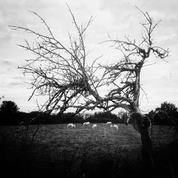 View of dead tree on field against sky