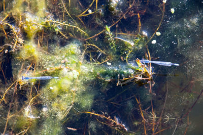 Close-up of plants in water