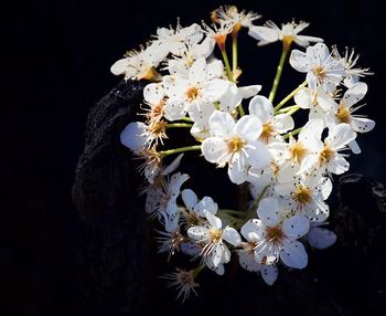 Close-up of white flower