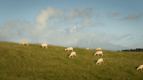 Sheep grazing in a field